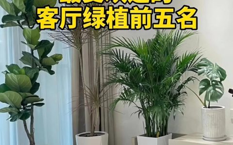 什么树长得高？揭秘自然界中的“摩天大树”与家庭种植选择
