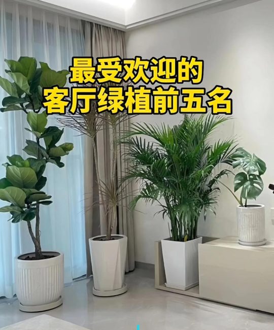 什么树长得高？揭秘自然界中的“摩天大树”与家庭种植选择