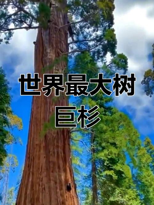 四、让树长得更高的小技巧