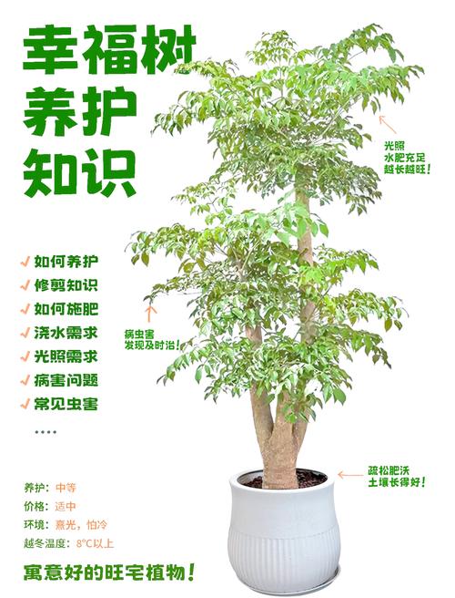 三、家庭庭院如何选择“长得高”的树？