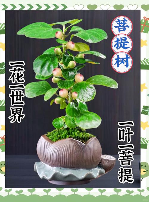 二、为什么有些树能长得特别高？