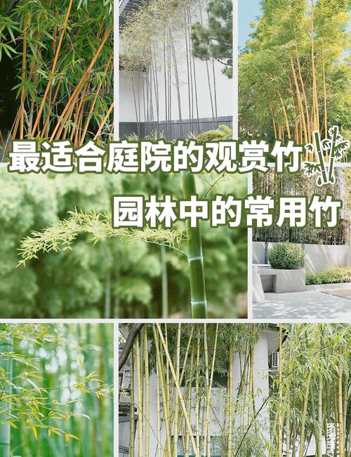 院子内能种竹子吗?——科学评估与种植指南 四、风险控制与补救