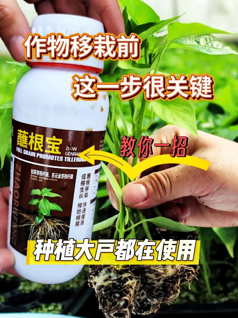 树木移栽伤根怎么办?伤根后的急救与种植技术指南 六、缓苗管理:遮阴补水,但别频繁浇水