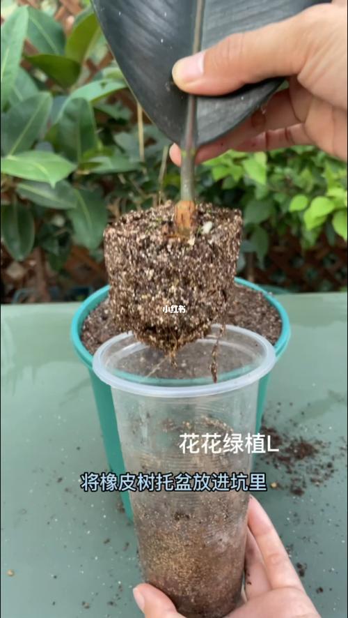 树木移栽伤根怎么办?伤根后的急救与种植技术指南 五、浇定根水:第一次水决定生死