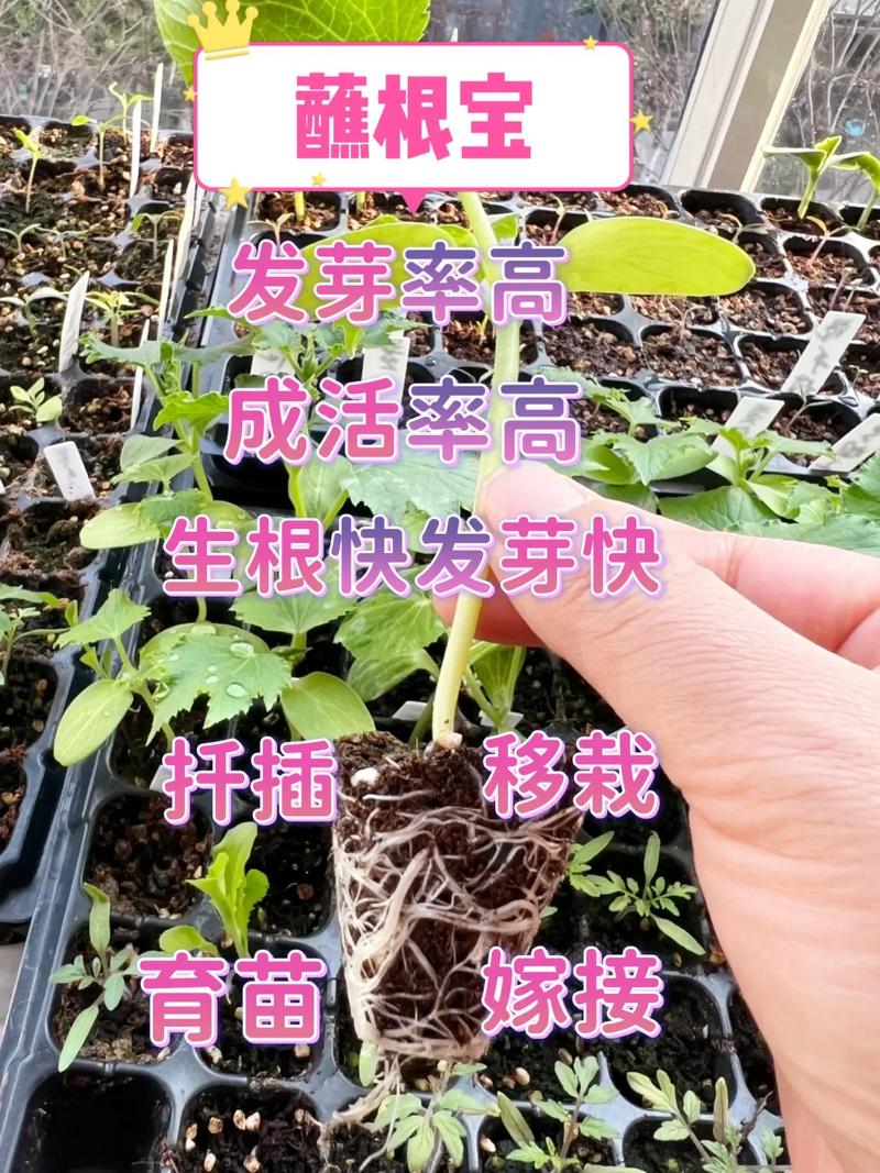 树木移栽伤根怎么办?伤根后的急救与种植技术指南 七、成活注意事项:见新芽后再正常管理