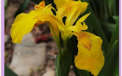 黄菖蒲可以种在家里吗？家庭盆栽与庭院地栽全指南