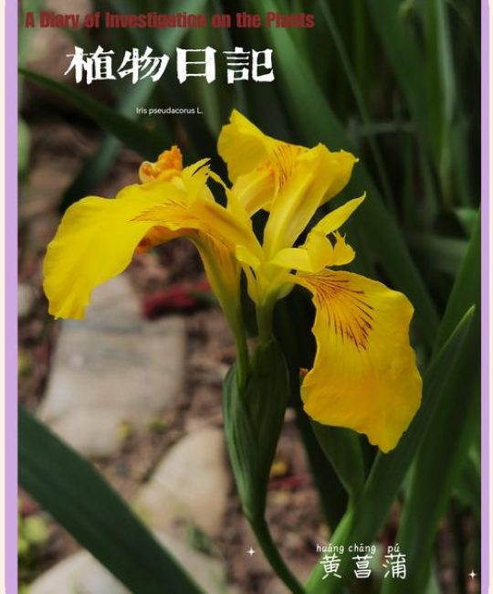 黄菖蒲可以种在家里吗？家庭盆栽与庭院地栽全指南