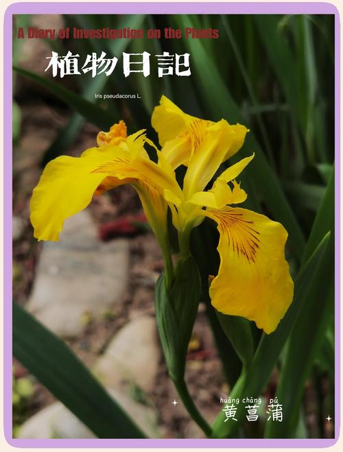 黄菖蒲可以种在家里吗?家庭盆栽与庭院地栽全指南 一、适宜种植时间