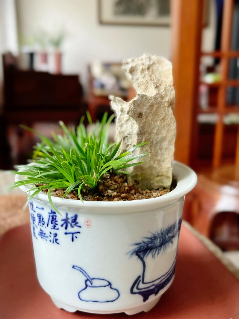 黄菖蒲可以种在家里吗?家庭盆栽与庭院地栽全指南 二、土壤环境要求与改良