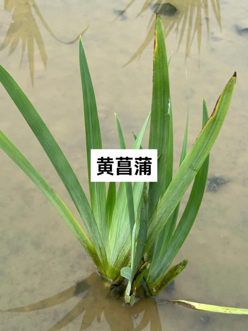 黄菖蒲可以种在家里吗?家庭盆栽与庭院地栽全指南 七、成活注意事项与后续管理