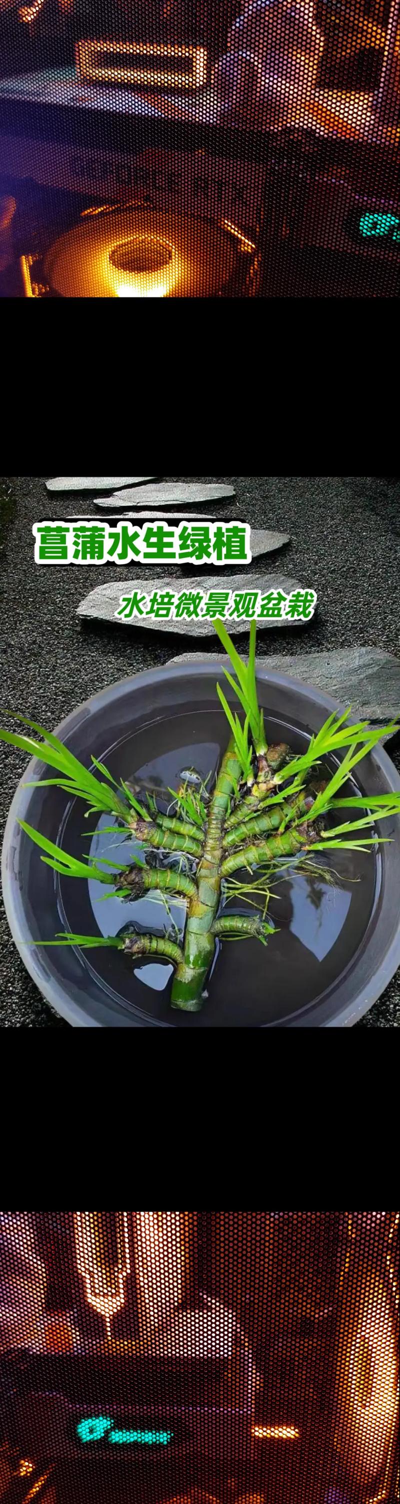 黄菖蒲可以种在家里吗?家庭盆栽与庭院地栽全指南 六、缓苗管理