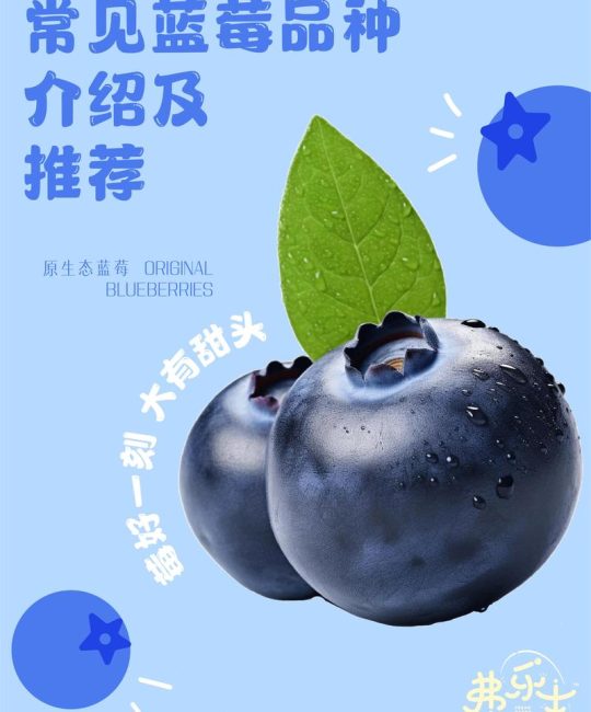 蓝莓品种选购指南：2026年家庭种植与苗木采购全攻略