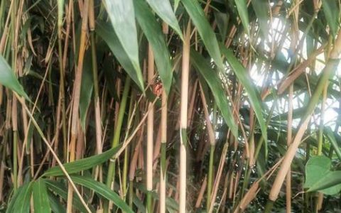 中国有多少种竹子？探索竹类植物的丰富世界与园艺价值