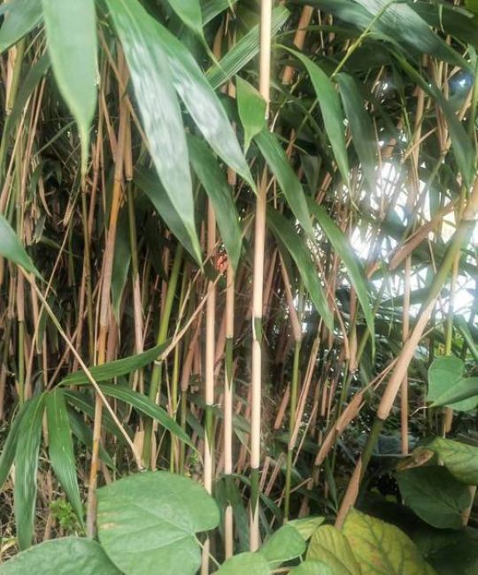 中国有多少种竹子？探索竹类植物的丰富世界与园艺价值