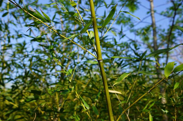 中国有多少种竹子?探索竹类植物的丰富世界与园艺价值 常见观赏竹种推荐