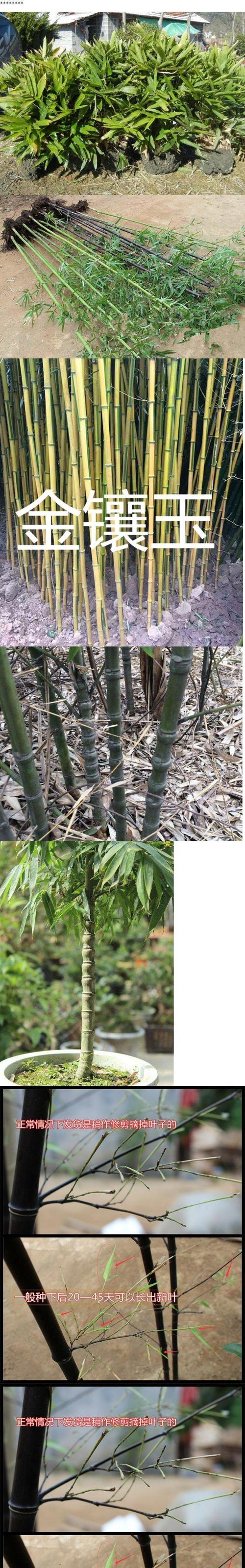 中国有多少种竹子?探索竹类植物的丰富世界与园艺价值 竹子在中国园艺中的价值