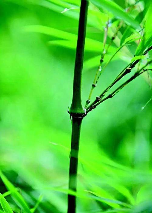 中国有多少种竹子?探索竹类植物的丰富世界与园艺价值 结语