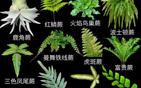 蕨类植物的主要特征：无花无种子与独特的叶片形态