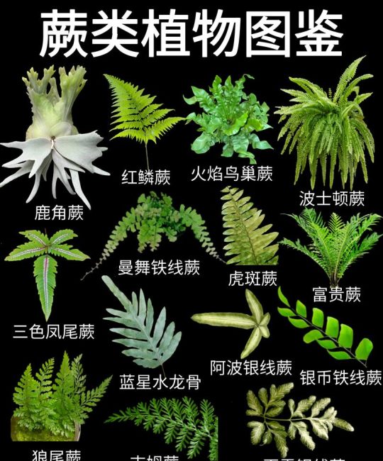 蕨类植物的主要特征：无花无种子与独特的叶片形态
