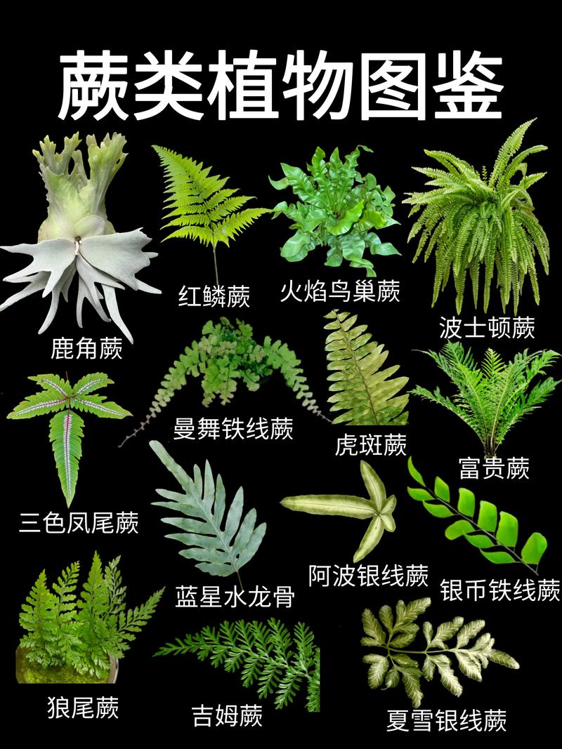 蕨类植物的主要特征:无花无种子与独特的叶片形态 蕨类植物的主要特征:无花无种子与独特的叶片形态