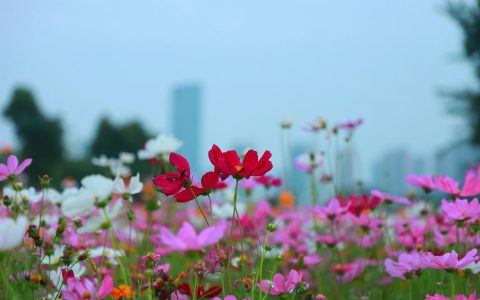 格桑花（波斯菊）植物百科