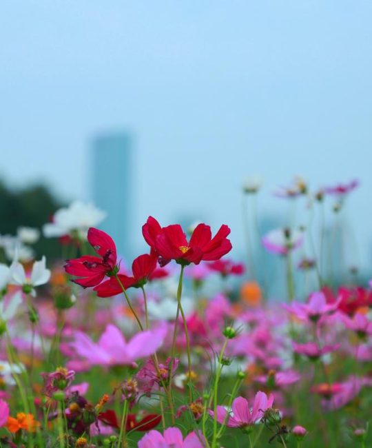 格桑花（波斯菊）植物百科