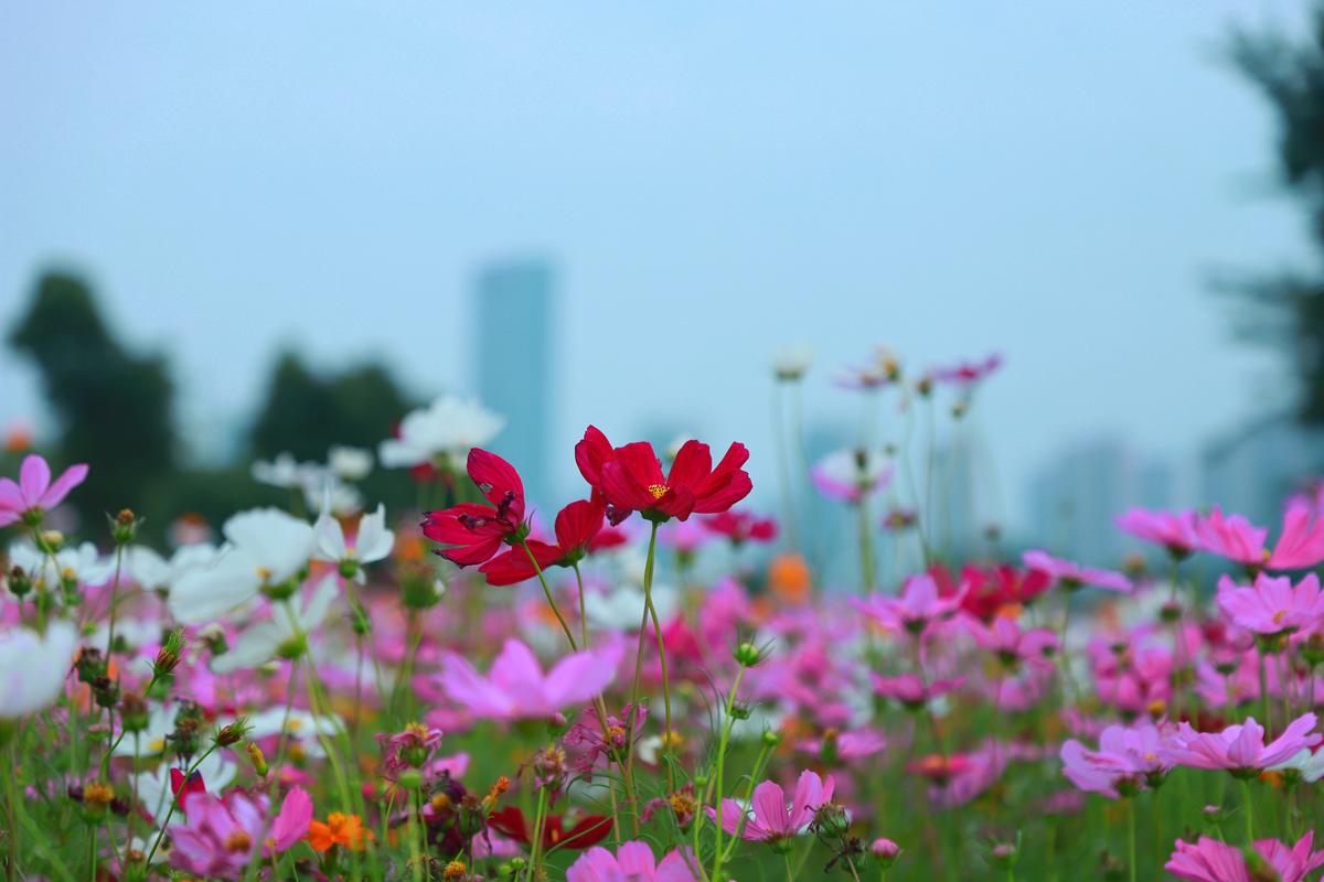 格桑花(波斯菊)植物百科 格桑花(波斯菊)植物百科