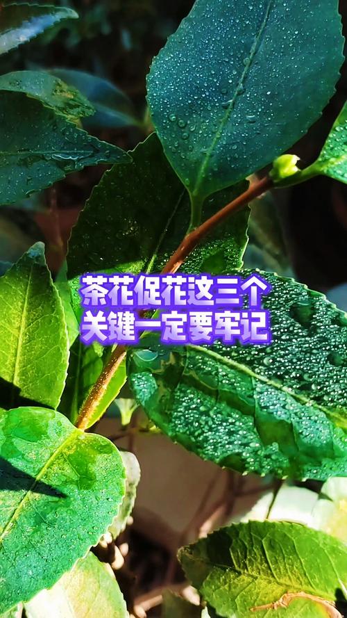 修剪促花系统指导
