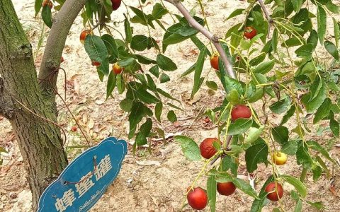 红枣有多少种？园艺专家带你认识红枣的丰富品种