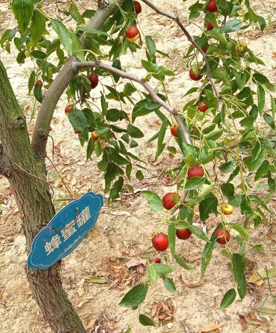 红枣有多少种？园艺专家带你认识红枣的丰富品种