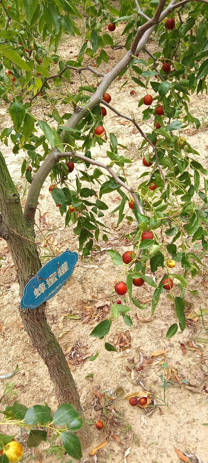 红枣有多少种?园艺专家带你认识红枣的丰富品种 一、按用途分类:鲜食型、干制型与兼用型