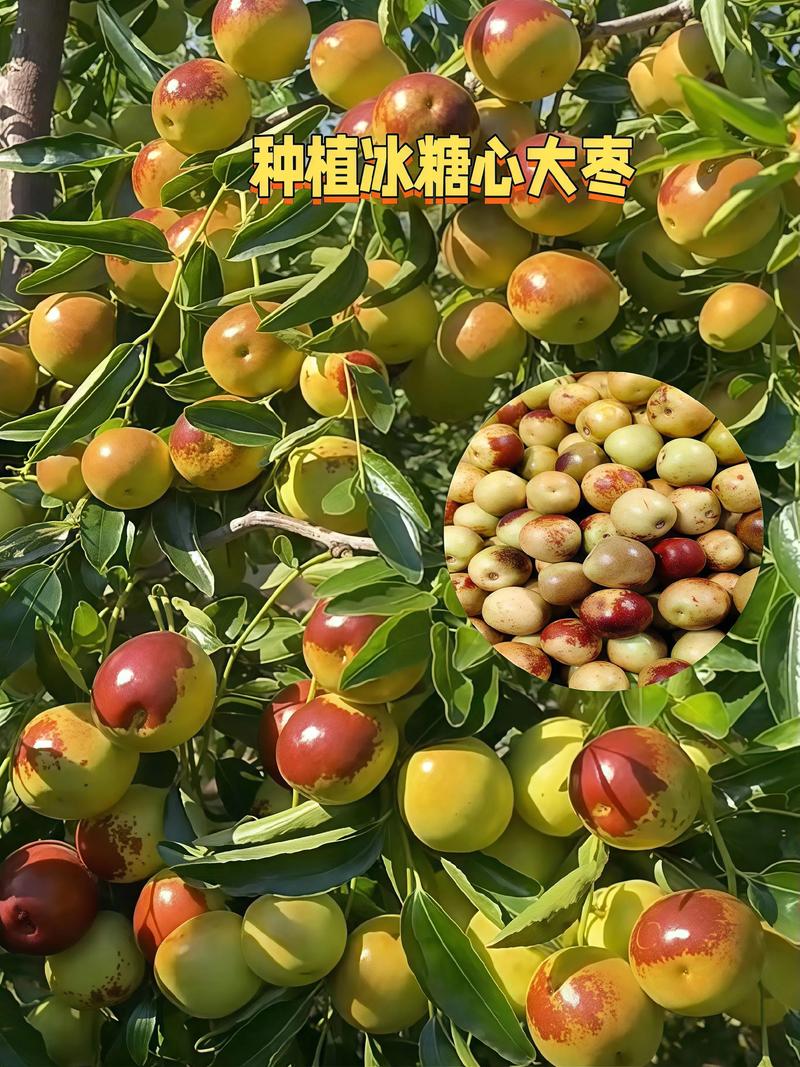 红枣有多少种?园艺专家带你认识红枣的丰富品种 三、按成熟期与果型细分
