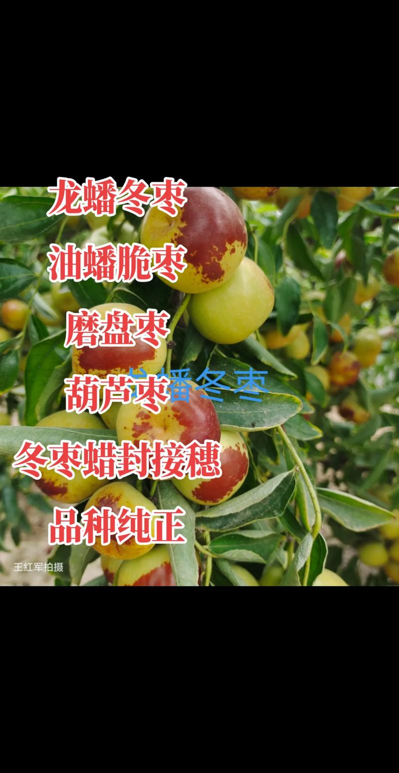 红枣有多少种?园艺专家带你认识红枣的丰富品种 四、园艺种植要点:选对品种是关键