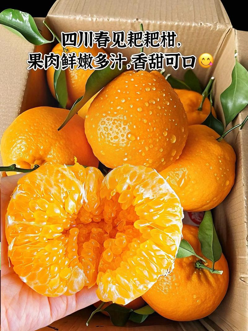 耙耙柑品种全解析:春见、不知火、沃柑多维对比与选购指南 三、场景化选择建议