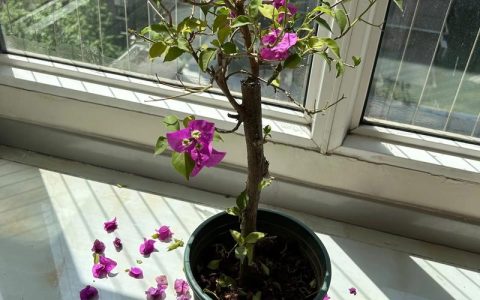 三角梅一碰就掉花？专家排查与挽救全攻略