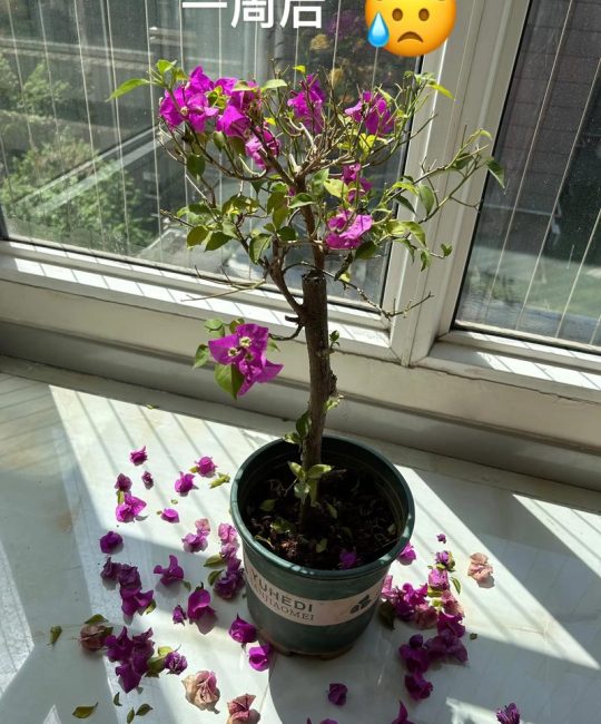 三角梅一碰就掉花？专家排查与挽救全攻略