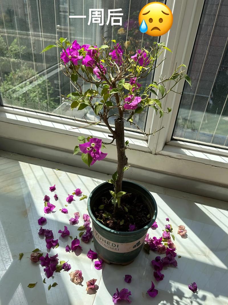 三角梅一碰就掉花?专家排查与挽救全攻略 三角梅一碰就掉花?专家排查与挽救全攻略