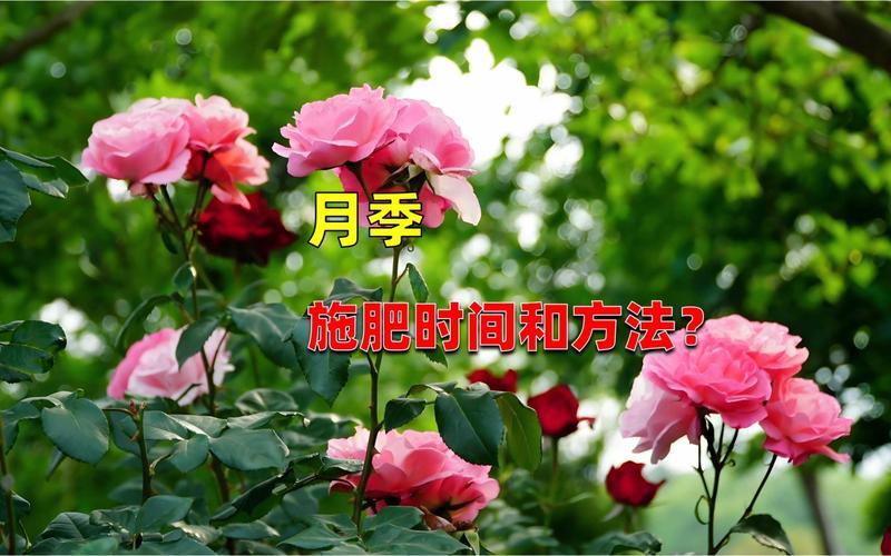 月季冬肥什么时候施?最佳时机与5大关键要点 光照与水肥精准方案(冬肥专项)