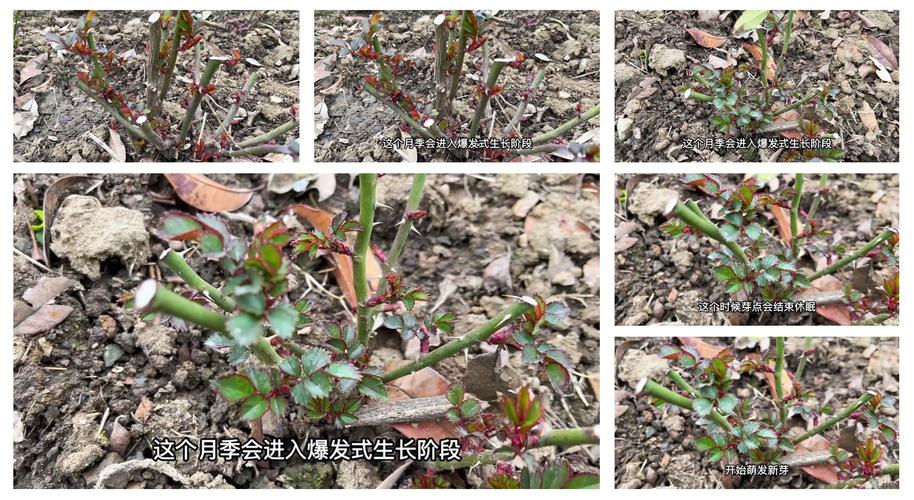 月季冬肥什么时候施?最佳时机与5大关键要点 修剪促花系统指导(冬剪与冬肥的配合)