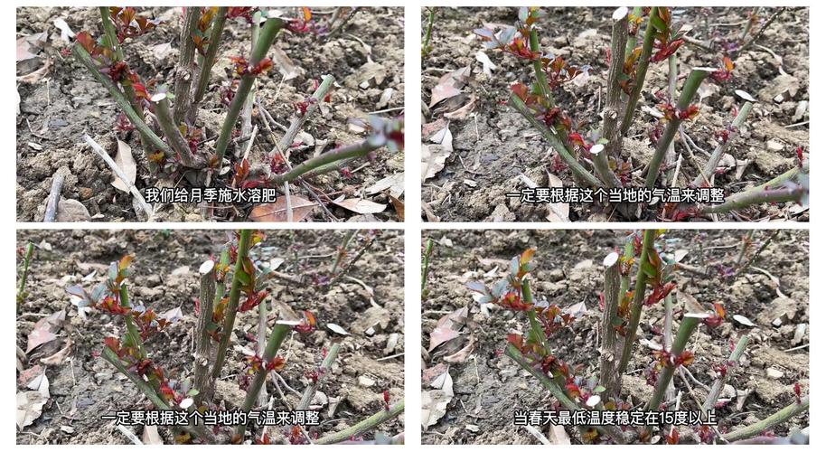 月季冬肥什么时候施?最佳时机与5大关键要点 盆栽/地栽选择决策