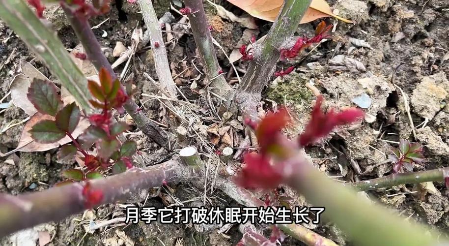 月季冬肥什么时候施?最佳时机与5大关键要点 越冬与越夏管理(冬肥后的越冬操作)