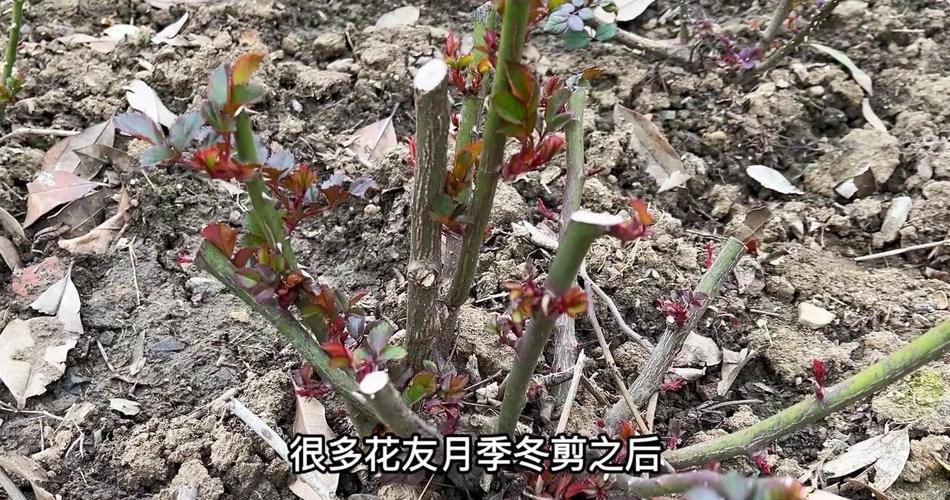月季冬肥什么时候施?最佳时机与5大关键要点 常见误区与纠正