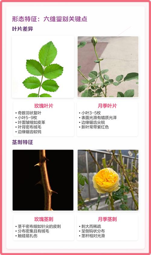 月季花和玫瑰花有什么区别?一文看懂六大维度对比与选购指南 外观差异详解:为什么月季花更“好看”?