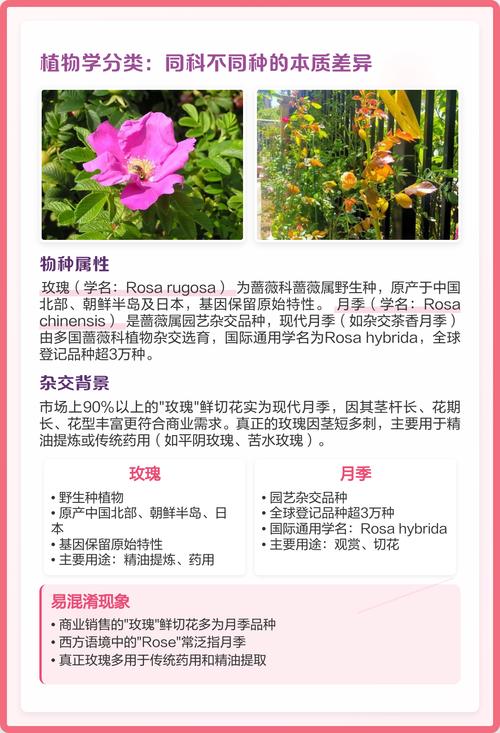 月季花和玫瑰花有什么区别?一文看懂六大维度对比与选购指南 养护难度对比:为什么新手更适合养月季?