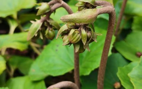 独角莲高效种植技术指南：从选时到成活的七个关键步骤