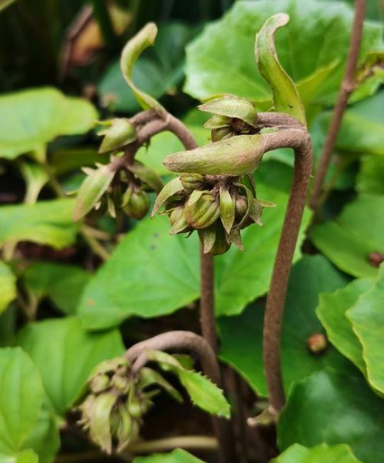 独角莲高效种植技术指南：从选时到成活的七个关键步骤