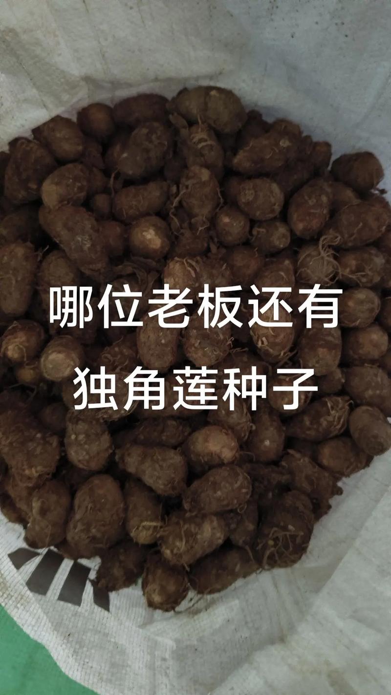 4. 栽植深度