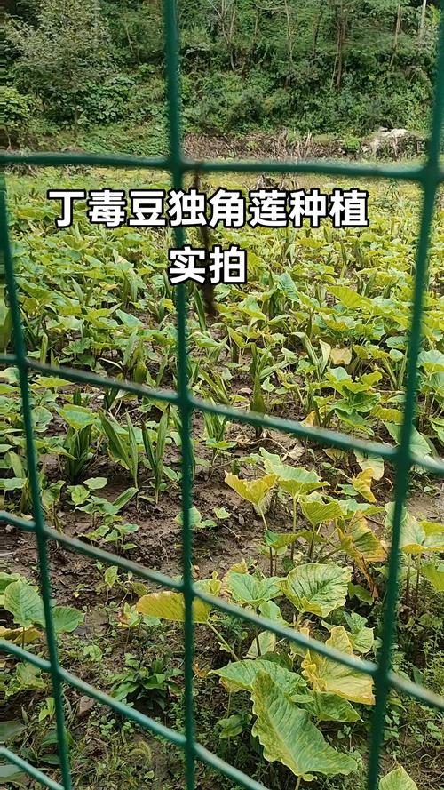 7. 成活注意事项