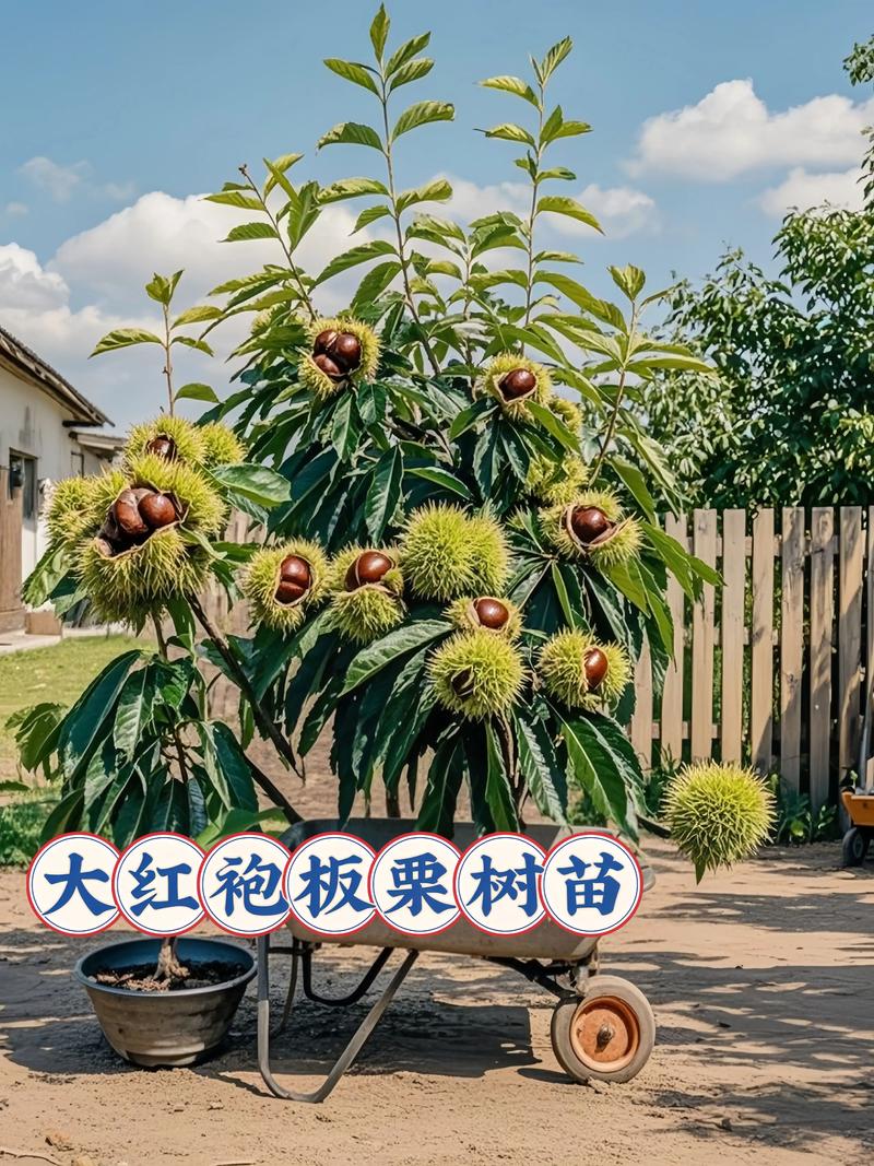 家里种栗子树吉利吗？——从园艺实践与文化寓意全面解析