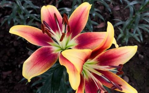百合是球根花卉吗？详细解析百合的品种、养护与盆栽/地栽选择